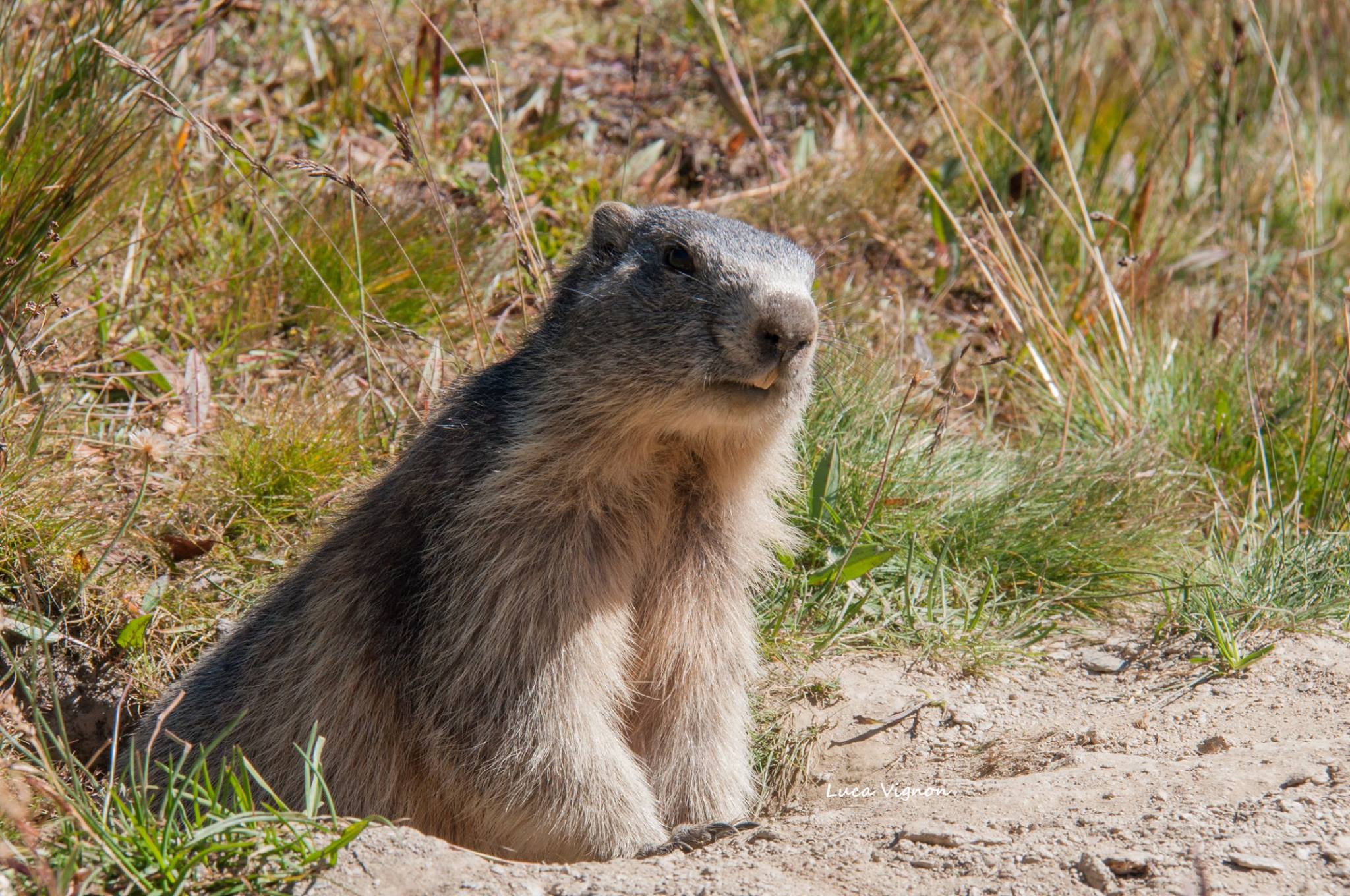 Marmot