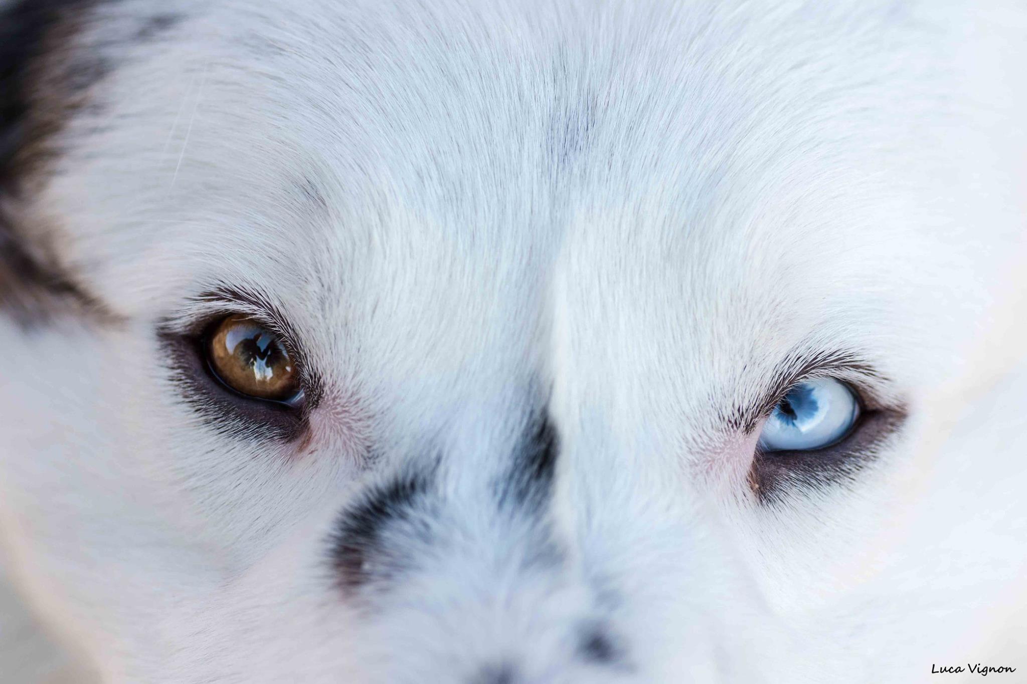 Dog Eyes