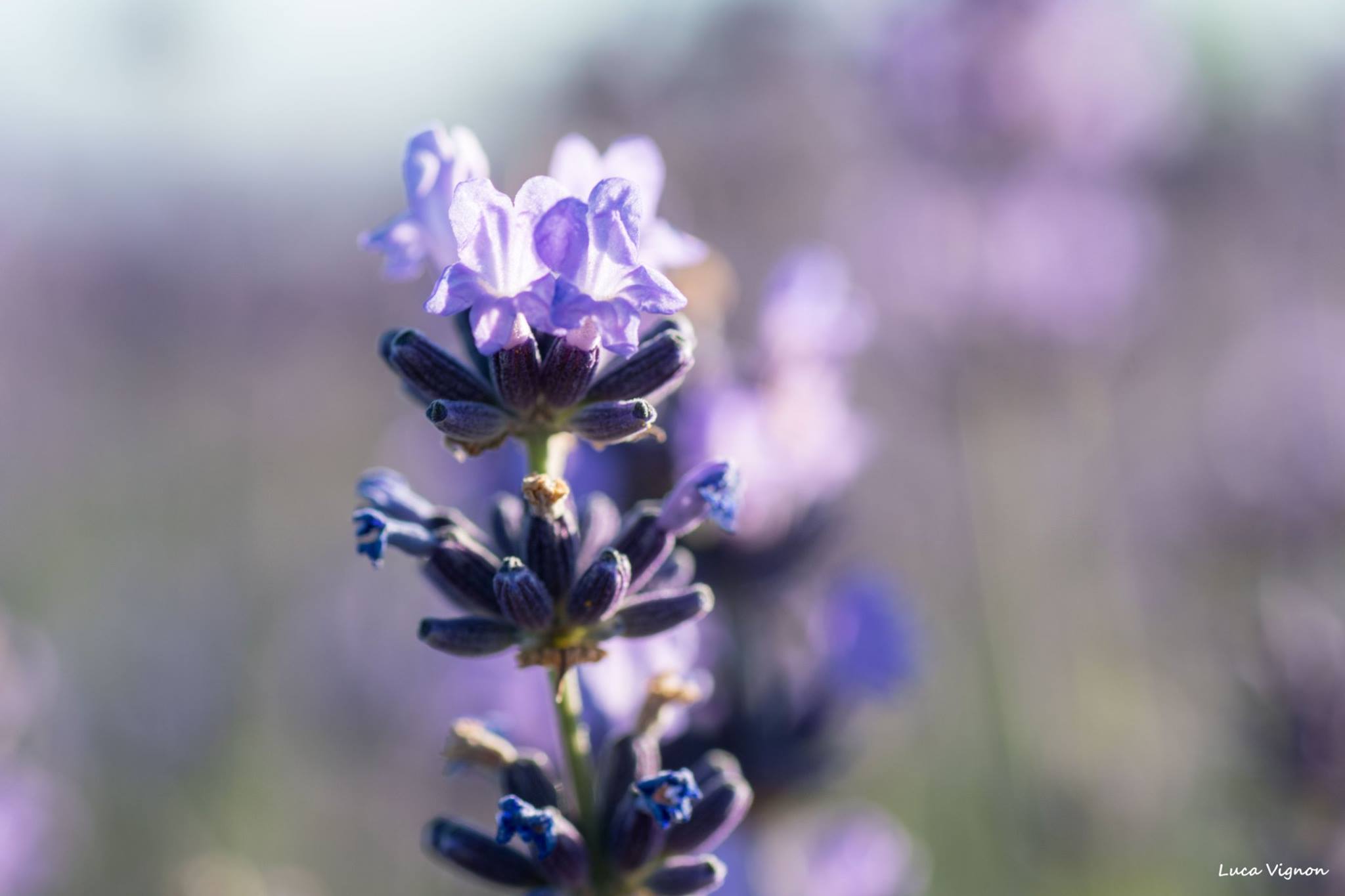 Macro Lavender