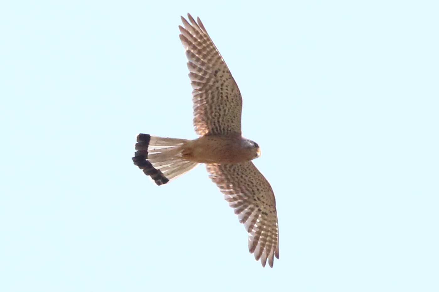 Kestrel