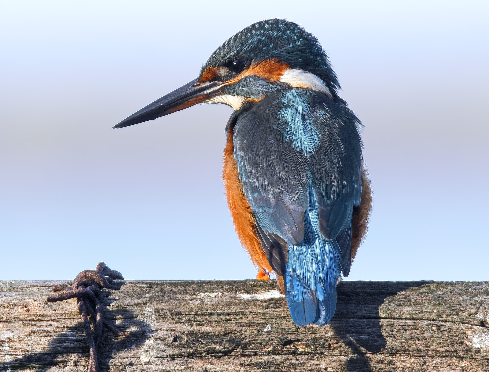 Kingfisher (Alcedo atthis)