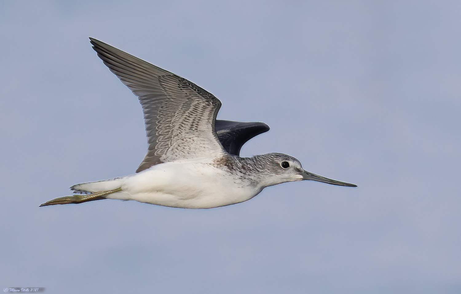 Pantana (Tringa nebularia)