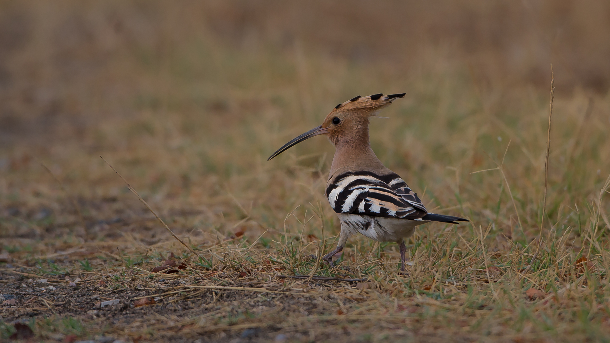 hoopoe.