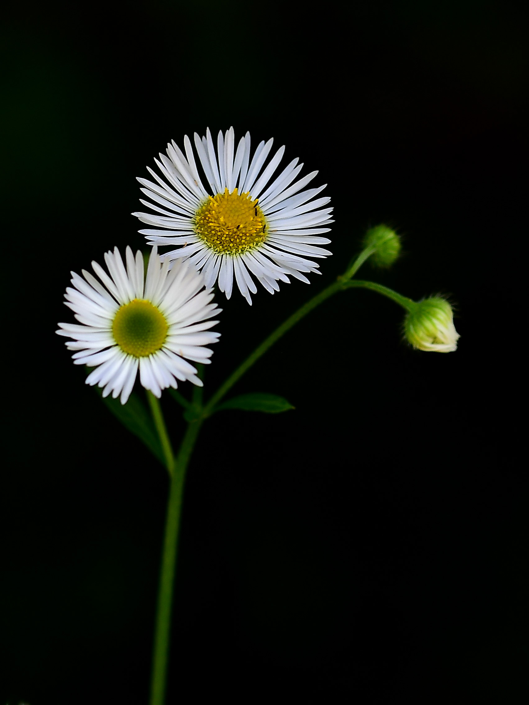 Erigeron Annuus ( Cespica annua )