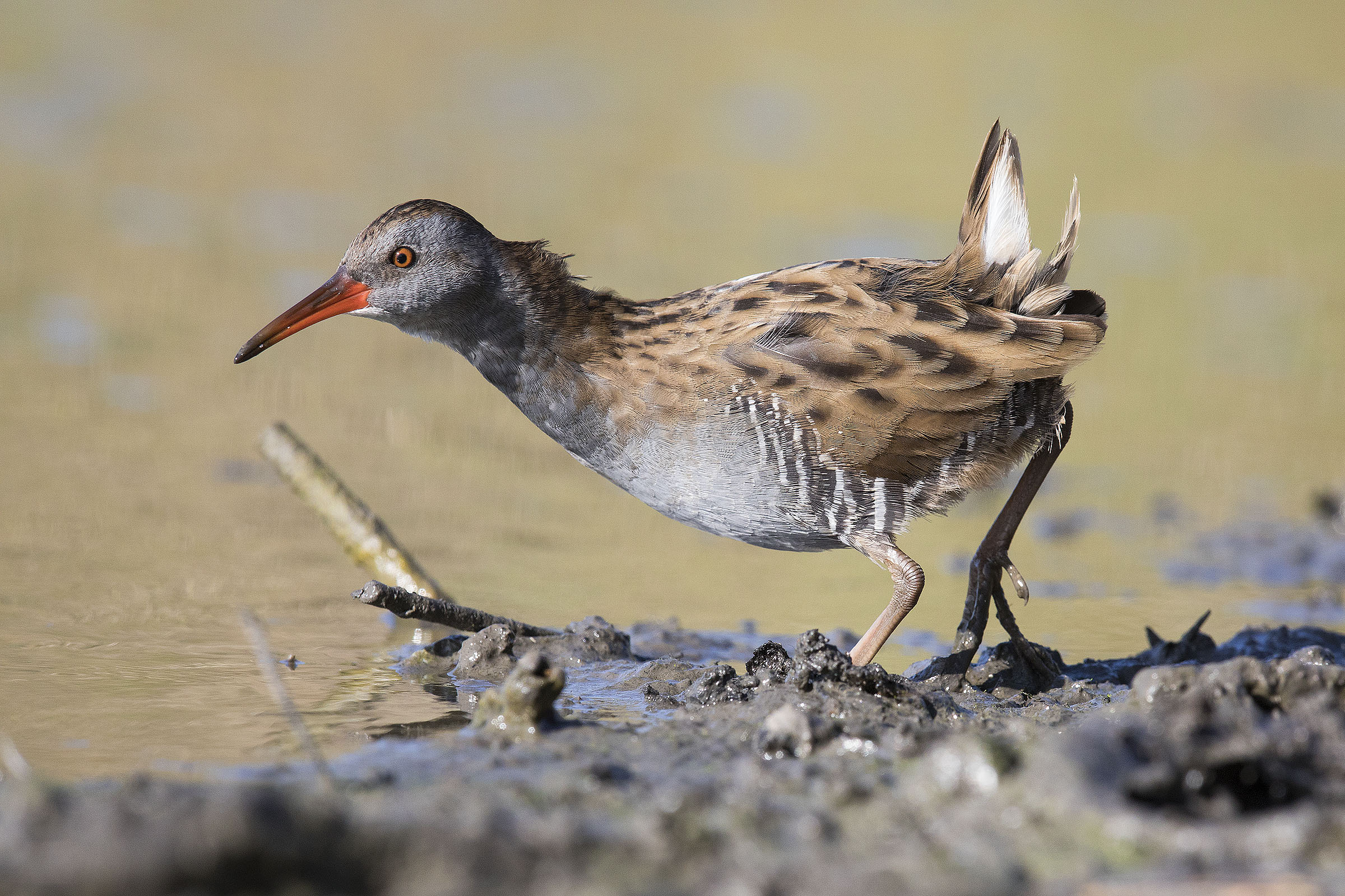 Water rail