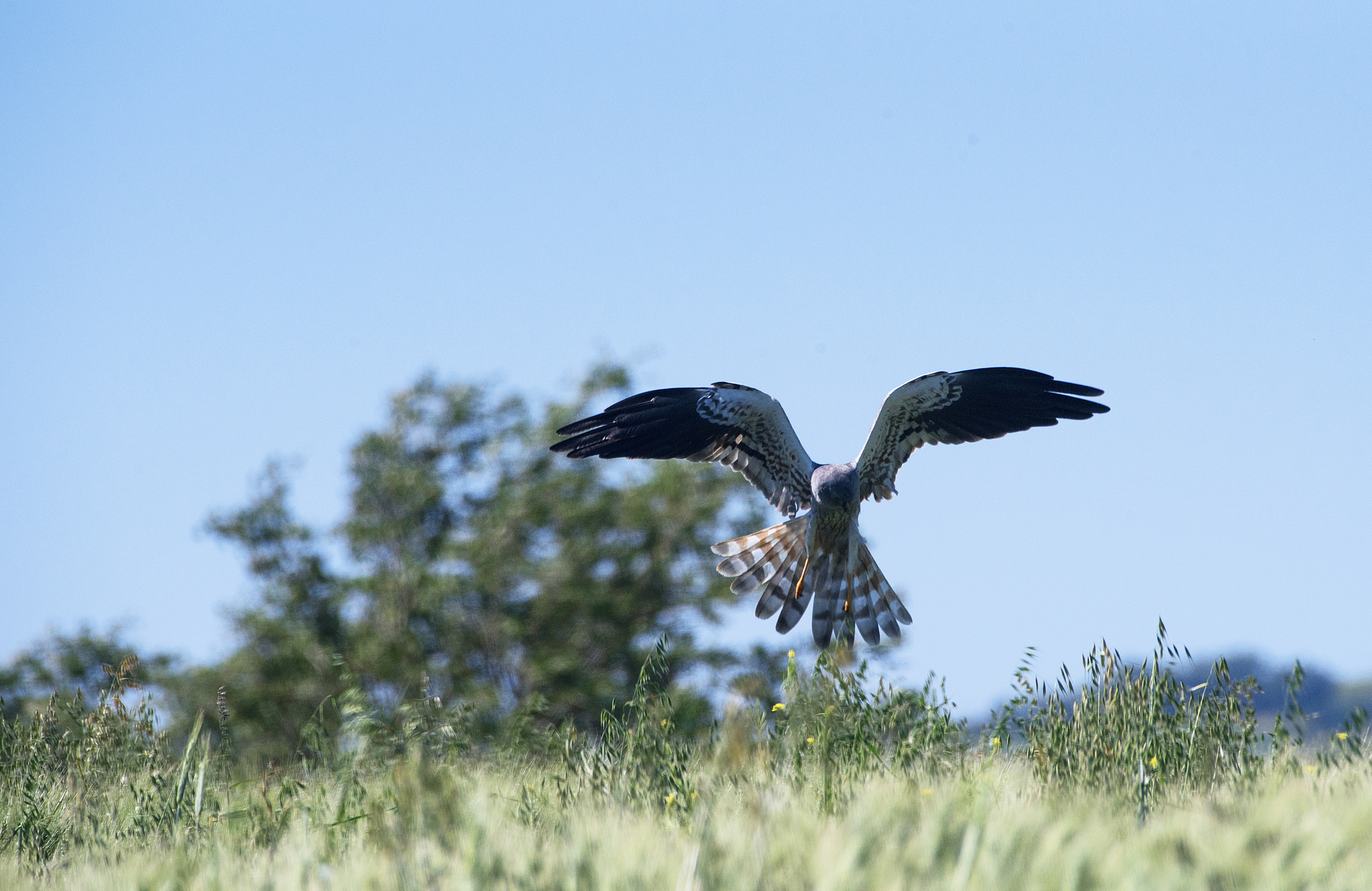 Albanella minore (maschio)