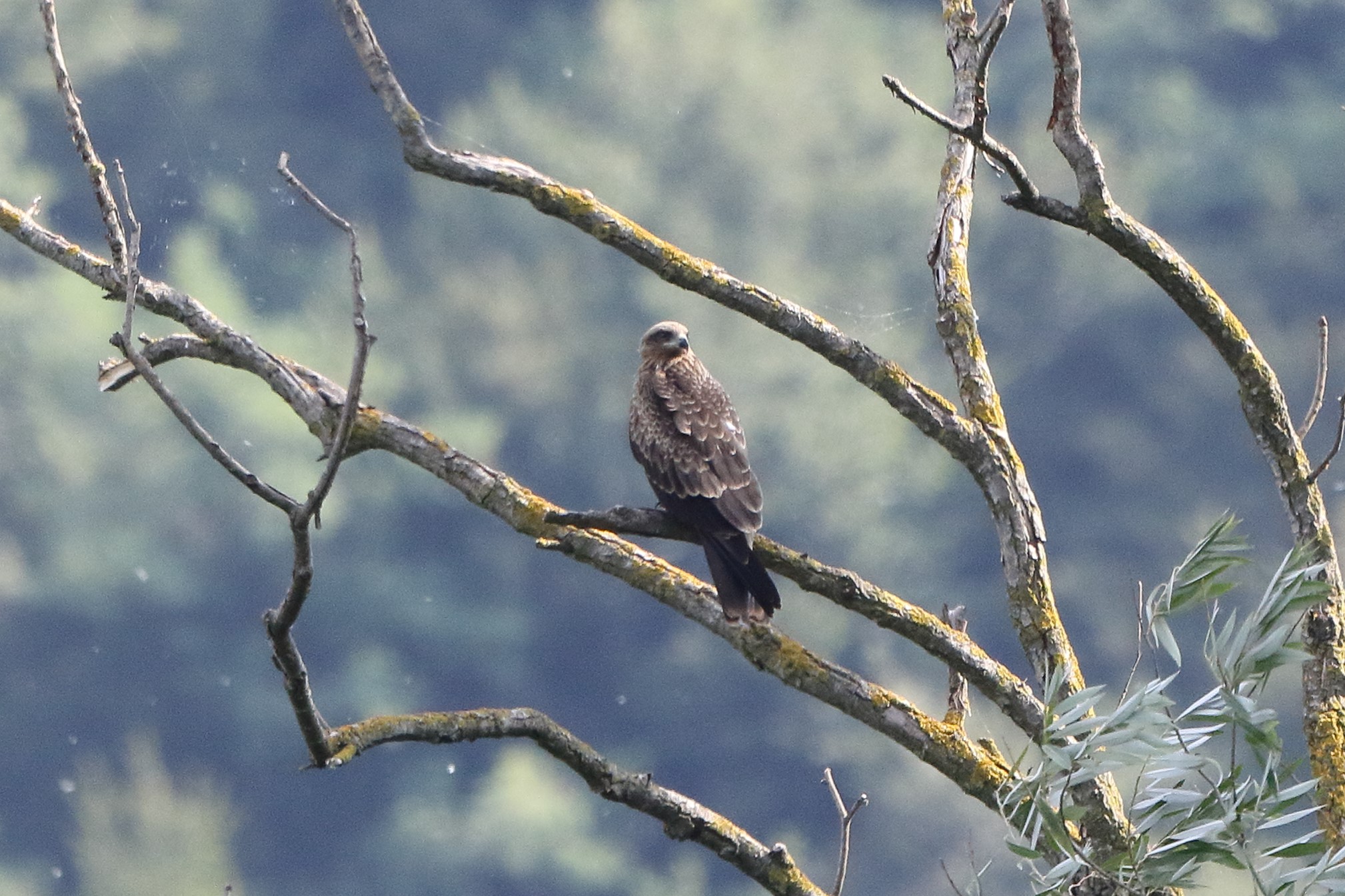 Brown kite perched