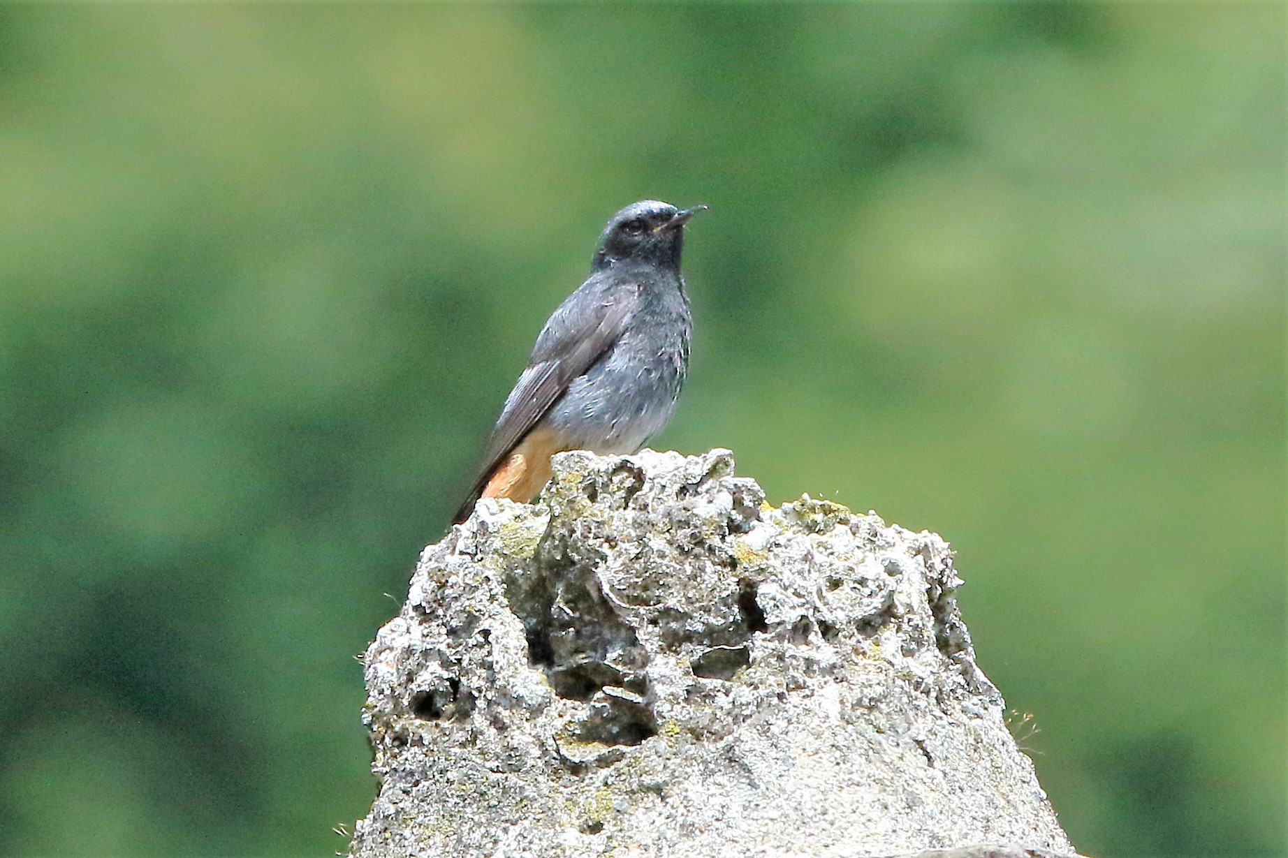 Redstart