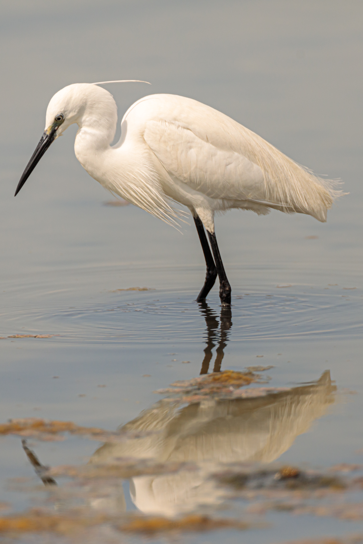 Egret