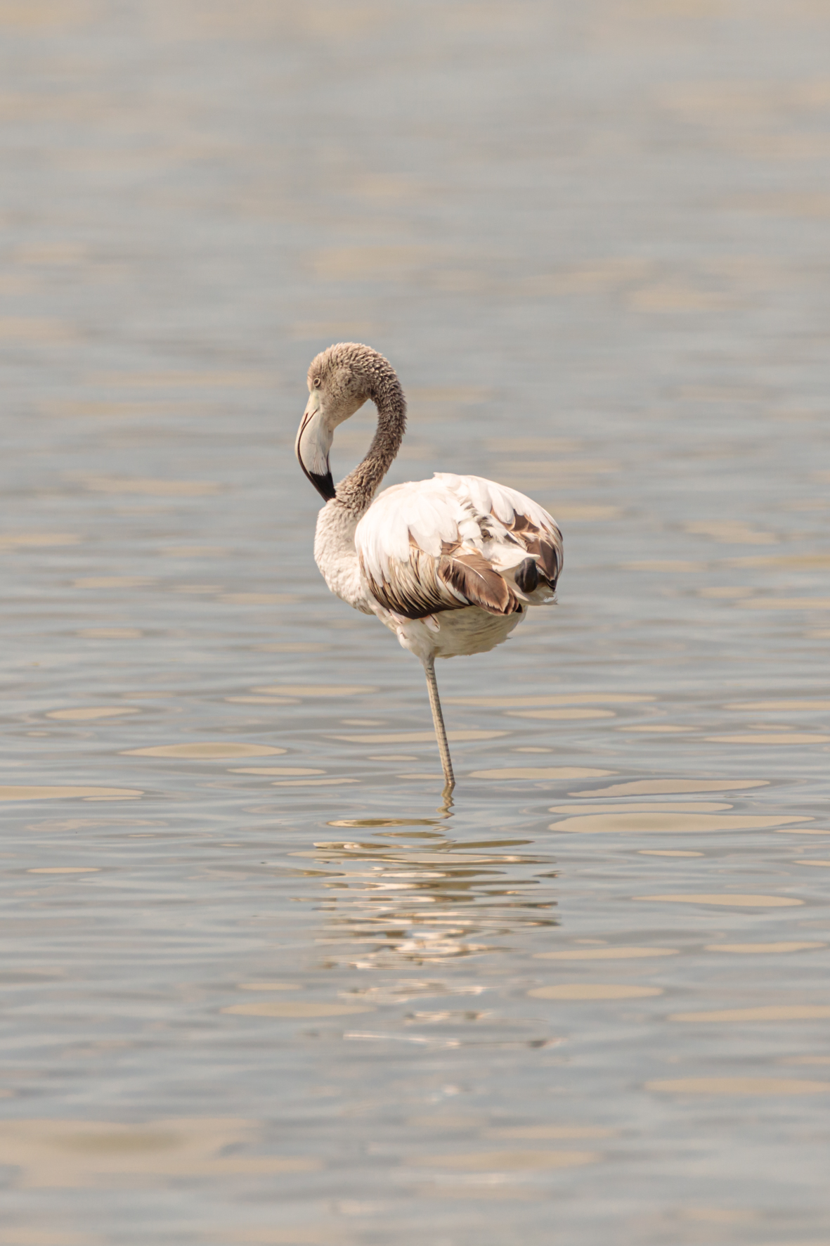 Different flamingo...