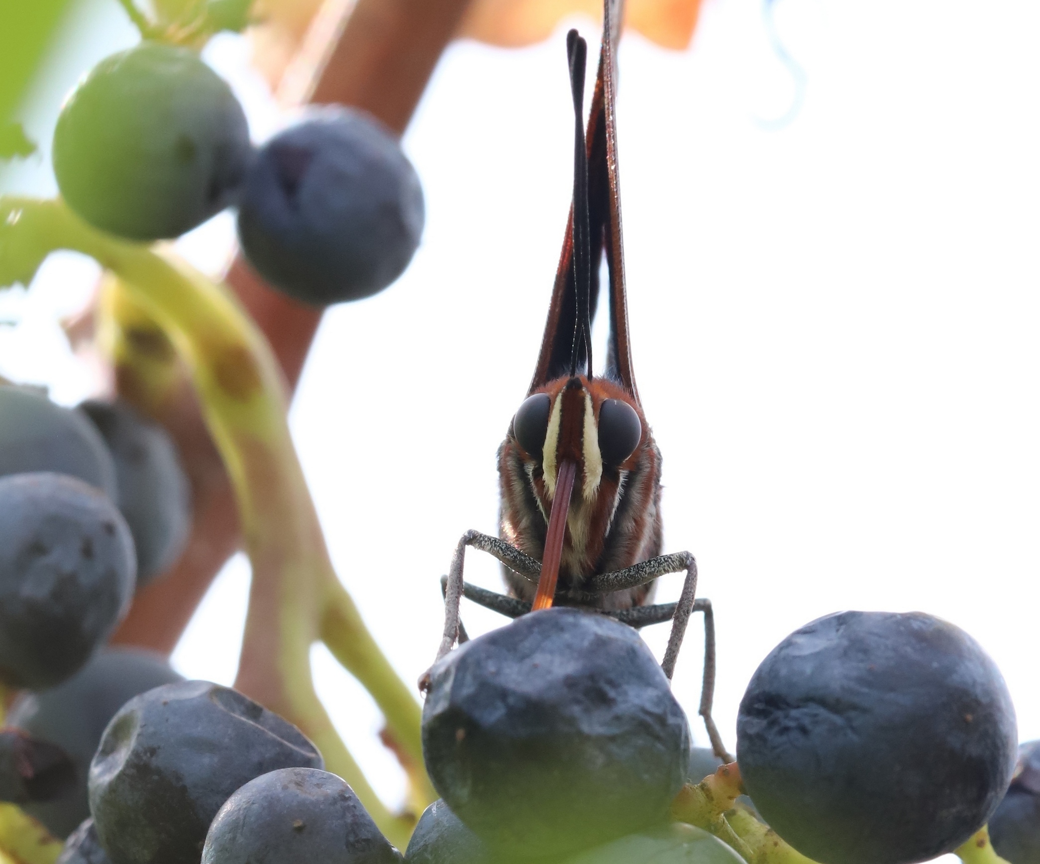 Ritratto di Charaxes jasus in piena attività