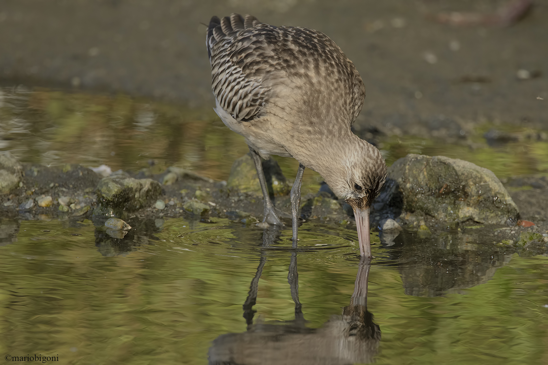 Bar-tailed godwit