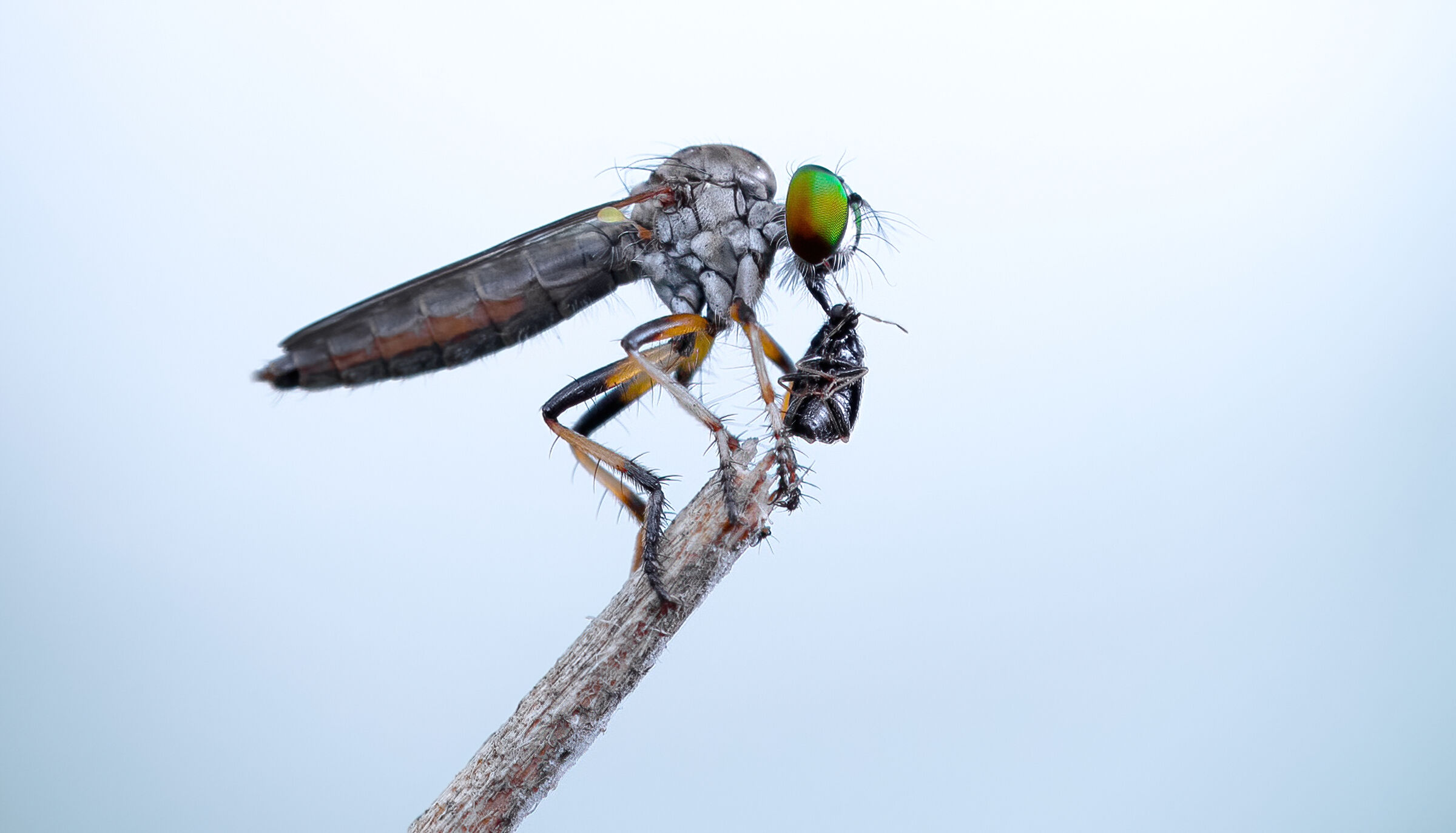 robber fly
