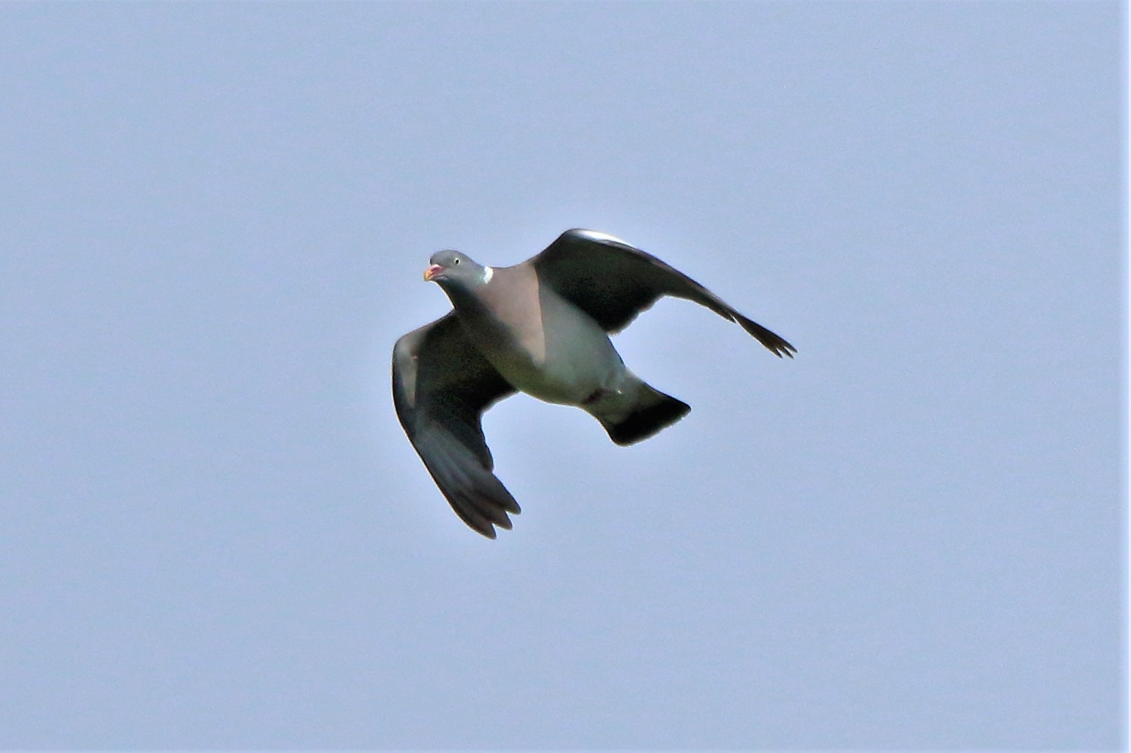 wood pigeon