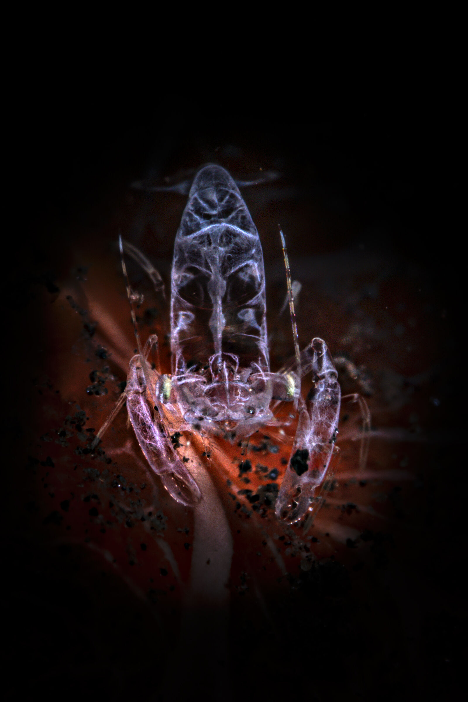 ghost shrimp  id Isopontonia platycheles Bali, Tulamben