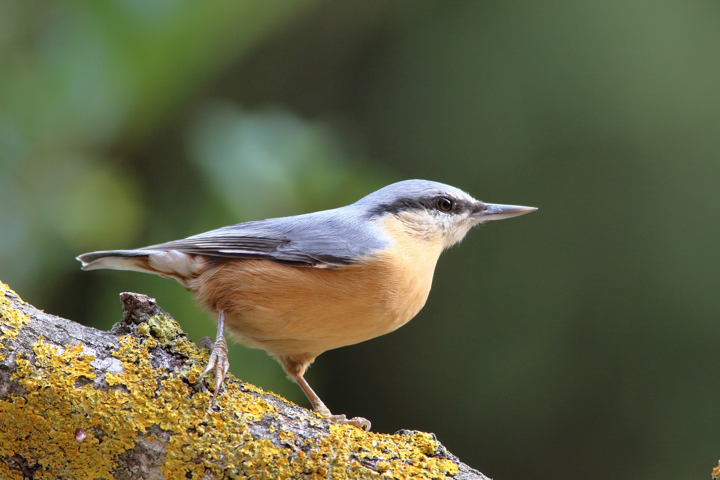 Sitta europaea o picchio muratore
