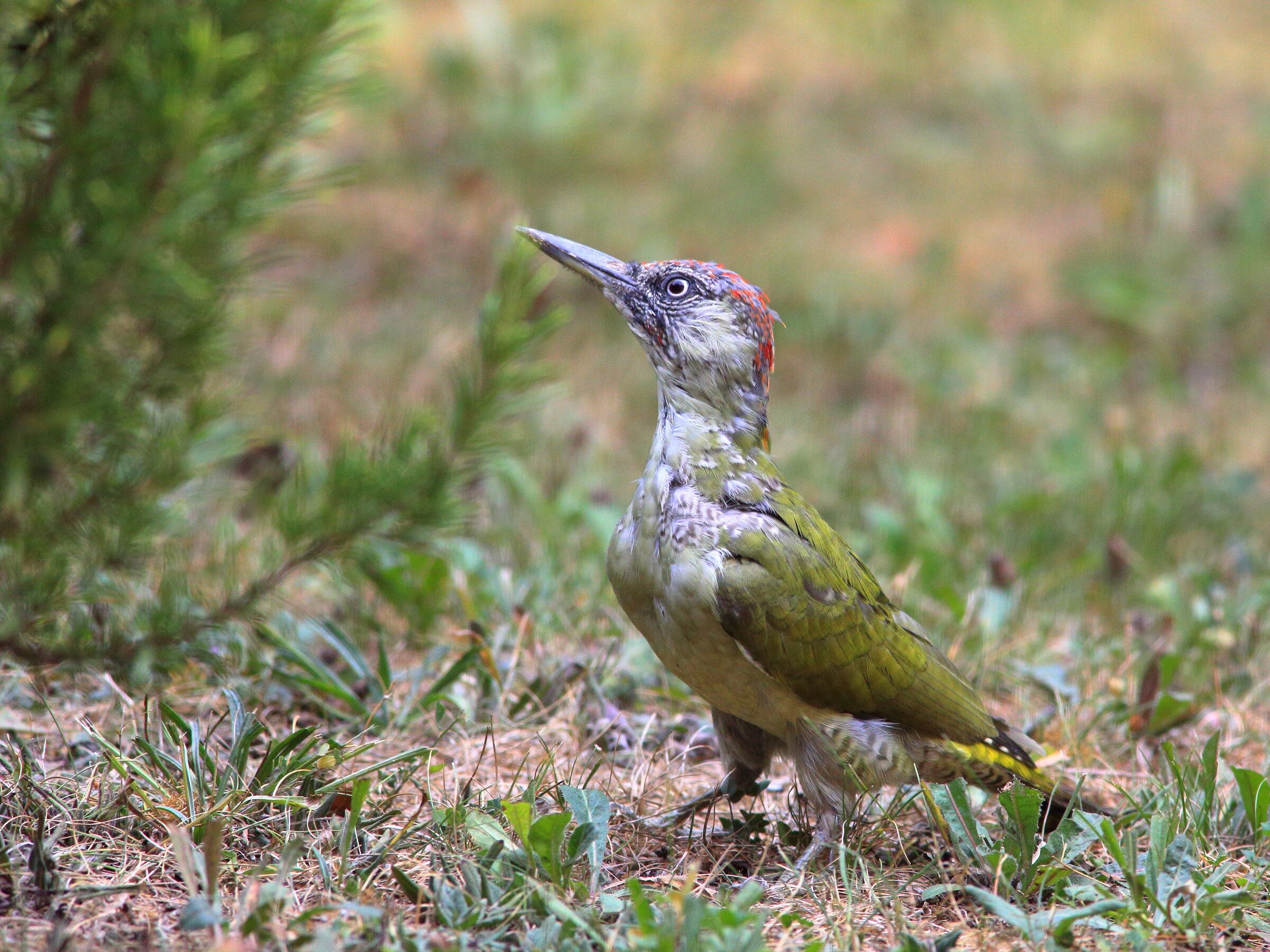 Picus viridis o picchio verde