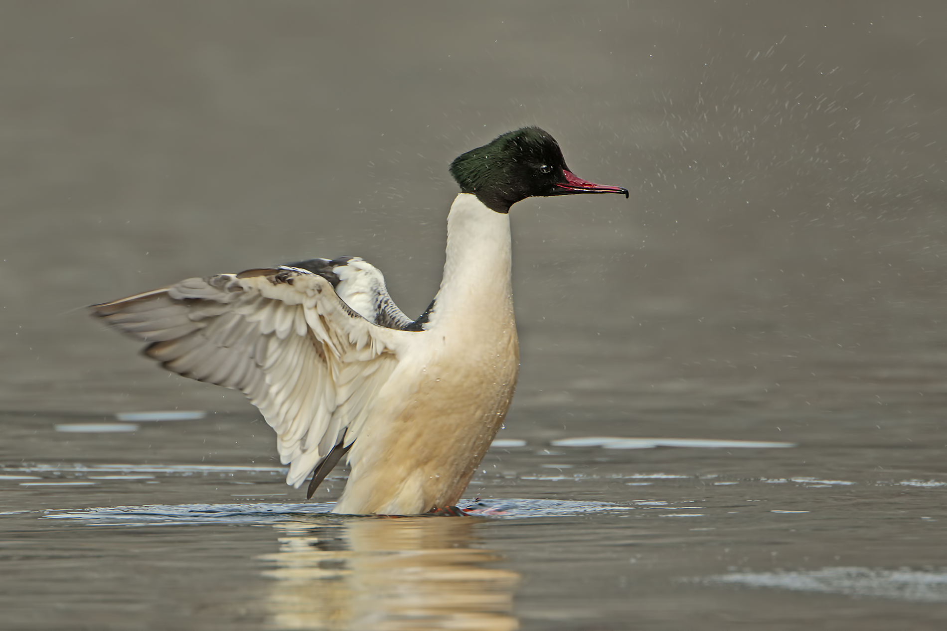 Scrollatina dopo il bagnetto