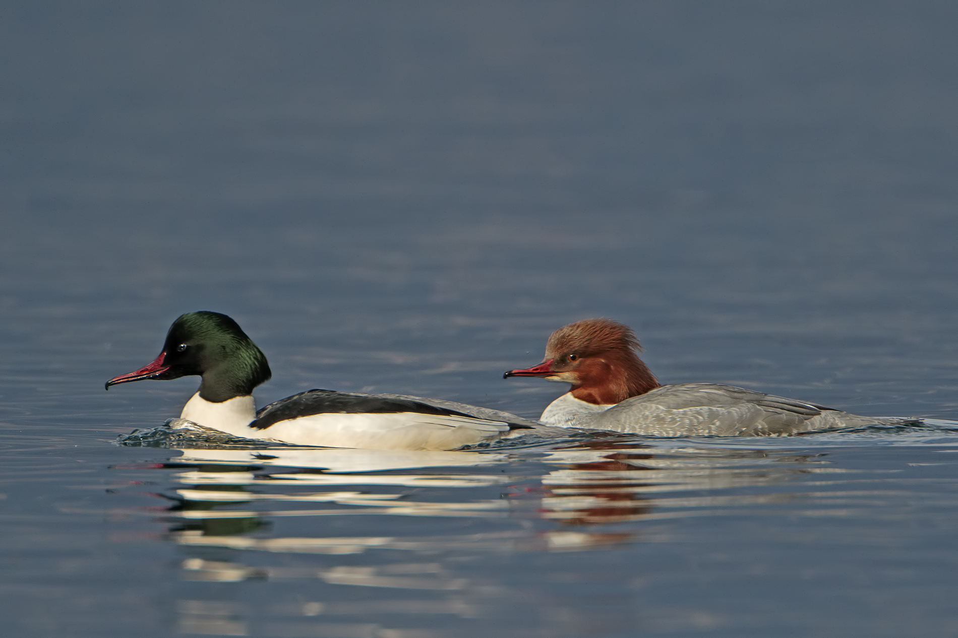 Smergo maggiore coppia