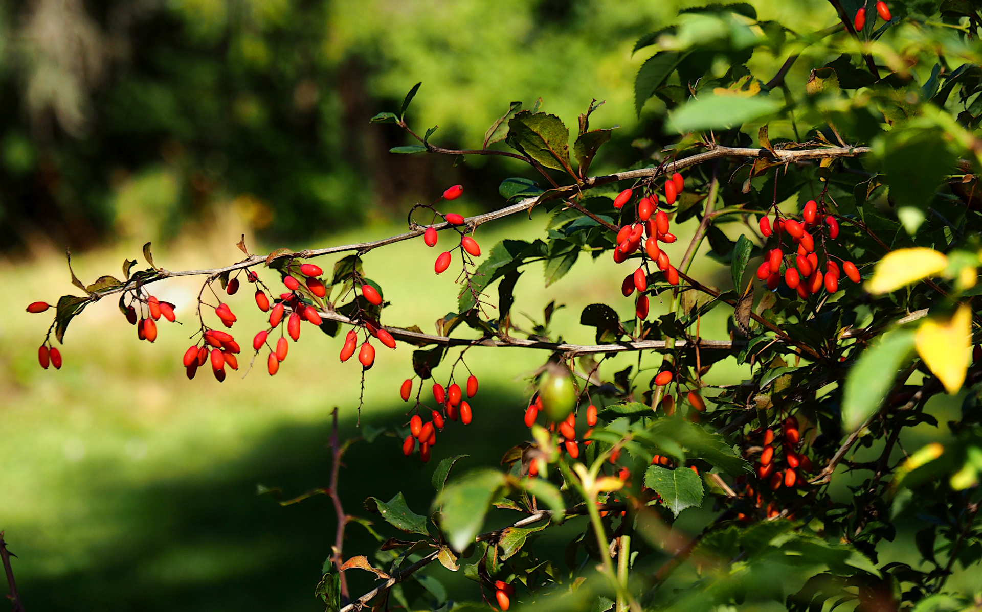 Berberis