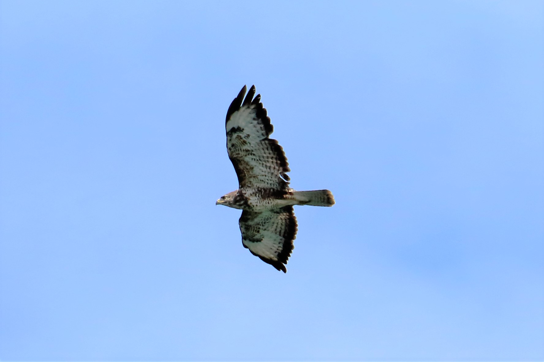 buzzard