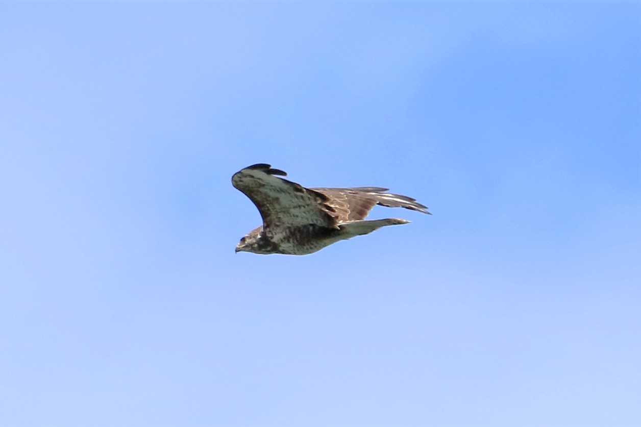 buzzard