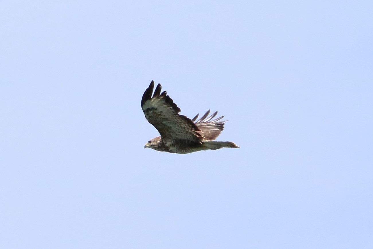 buzzard