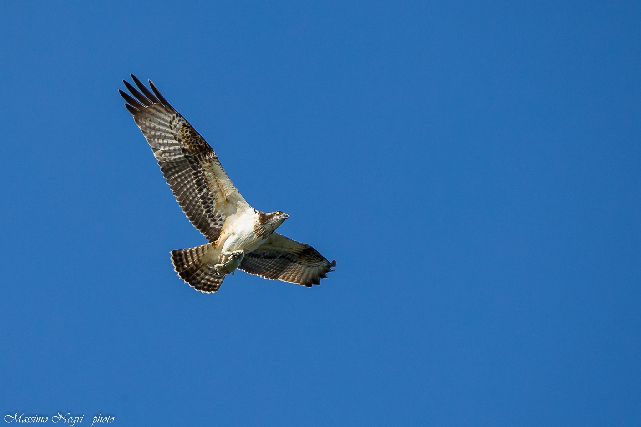 falco pescatore con preda
