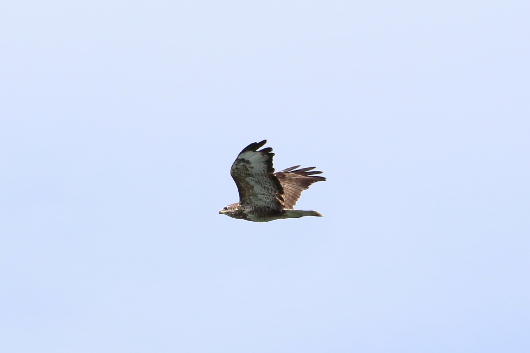 buzzard