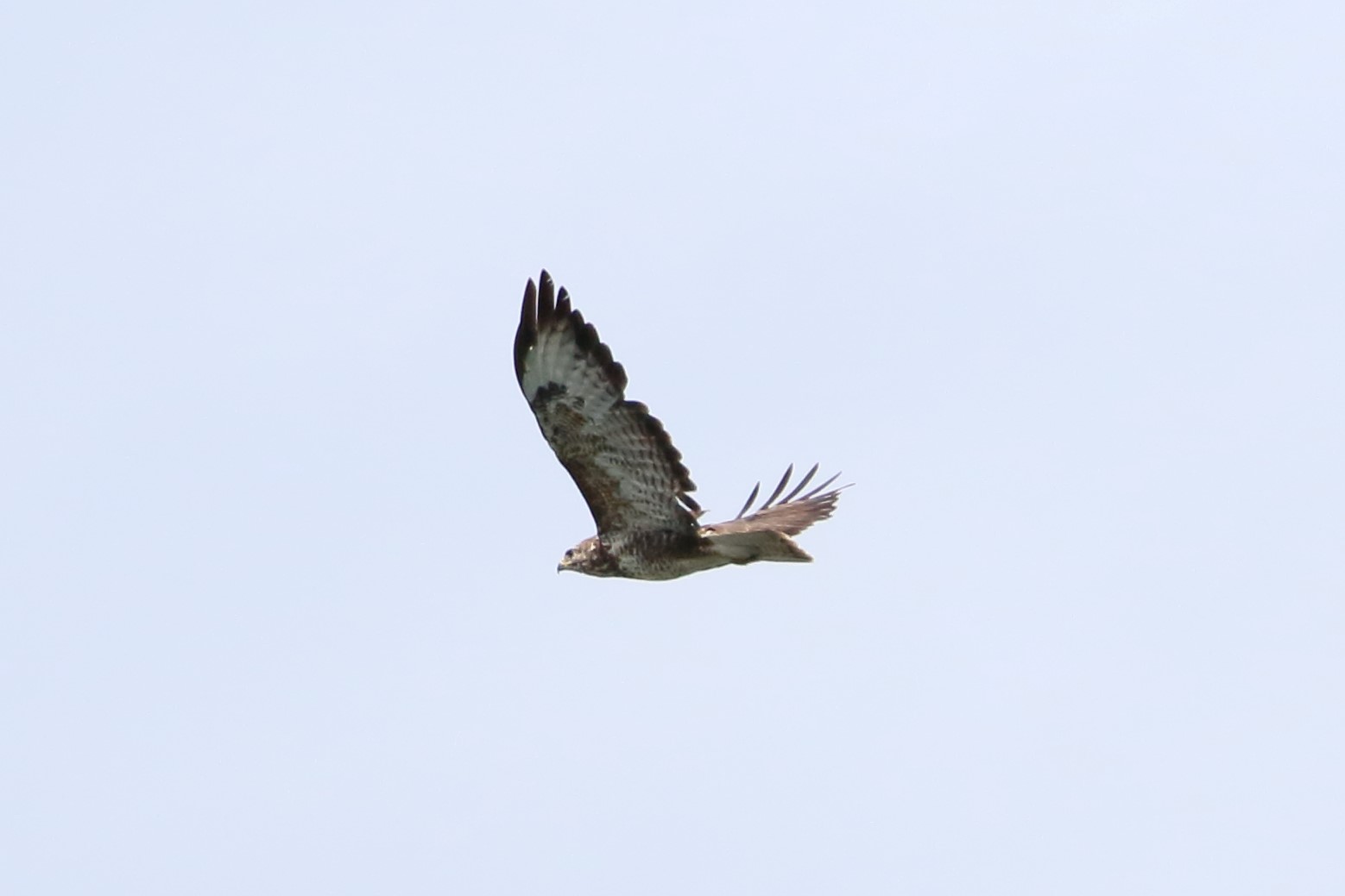 buzzard