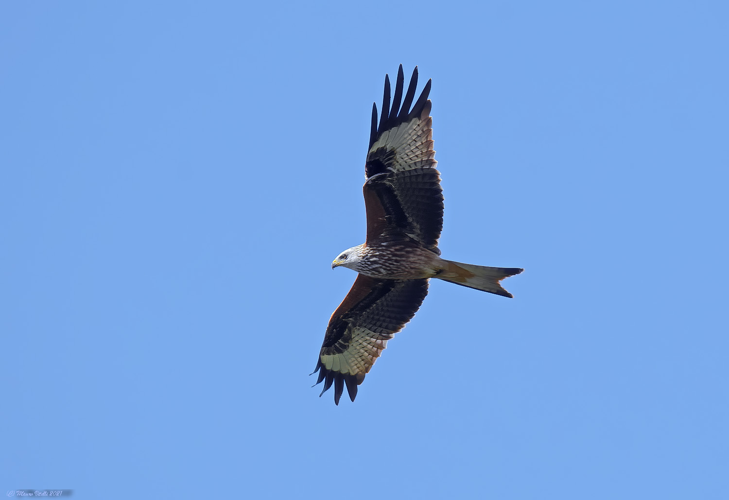 Kite (Milvus milvus)