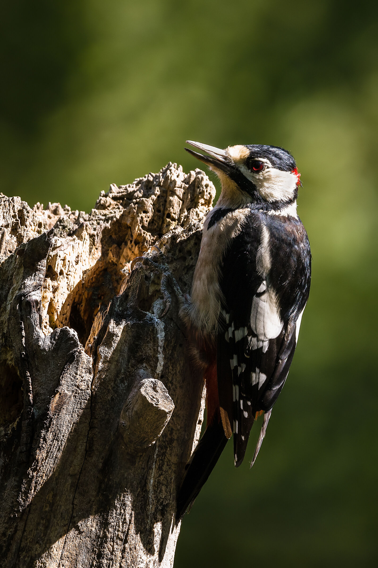 Major red woodpecker n.2