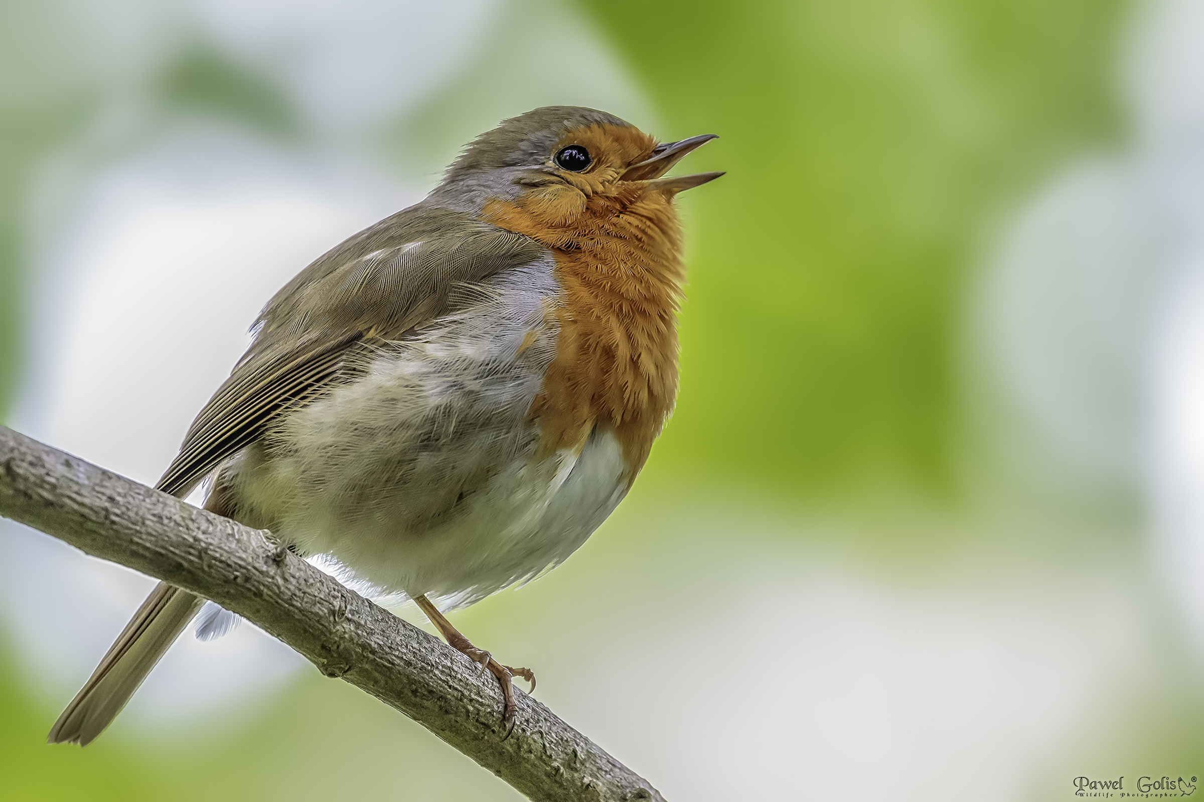 Pettirosso europeo (Erithacus rubecula)