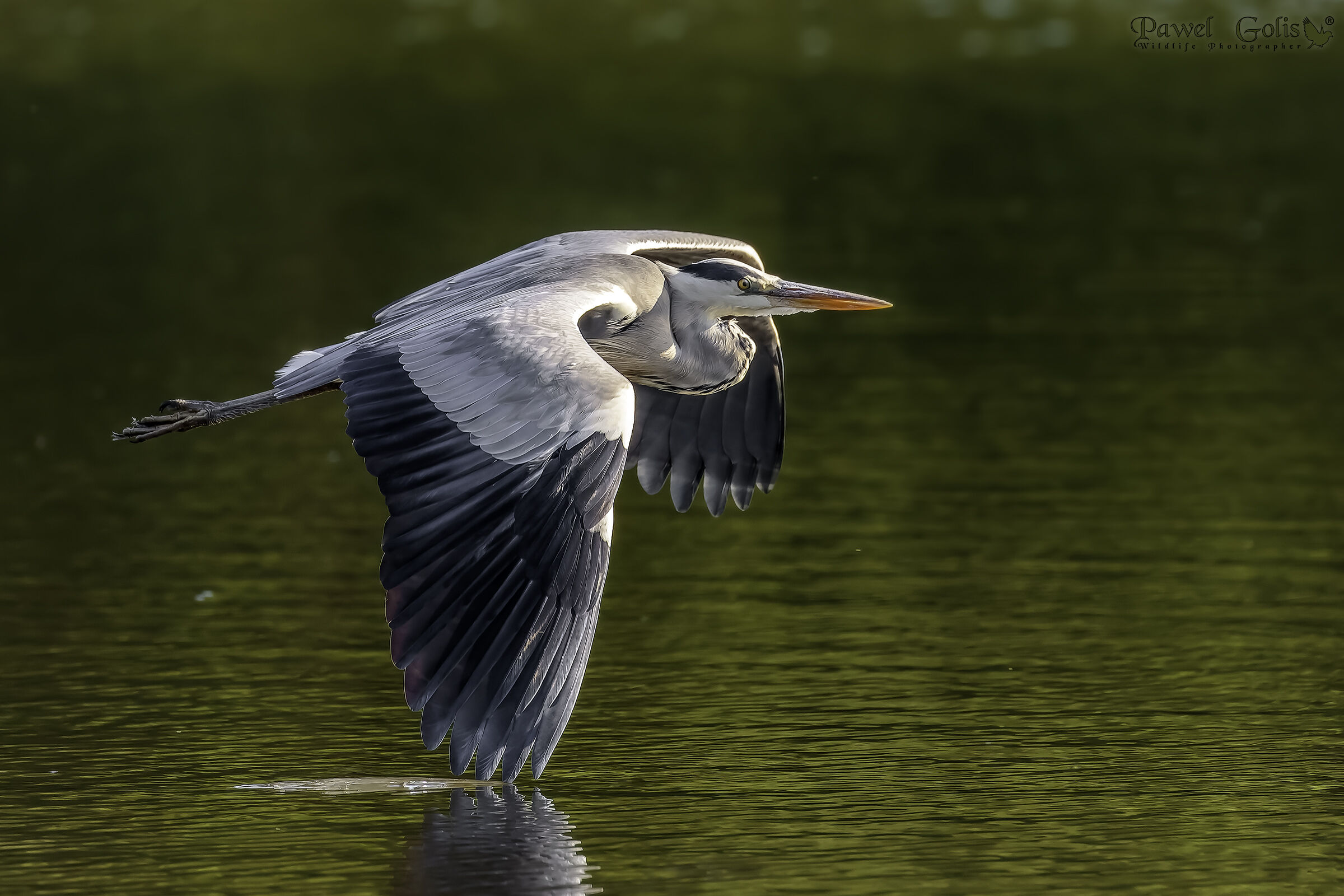 Airone grigio (Ardea cinerea)