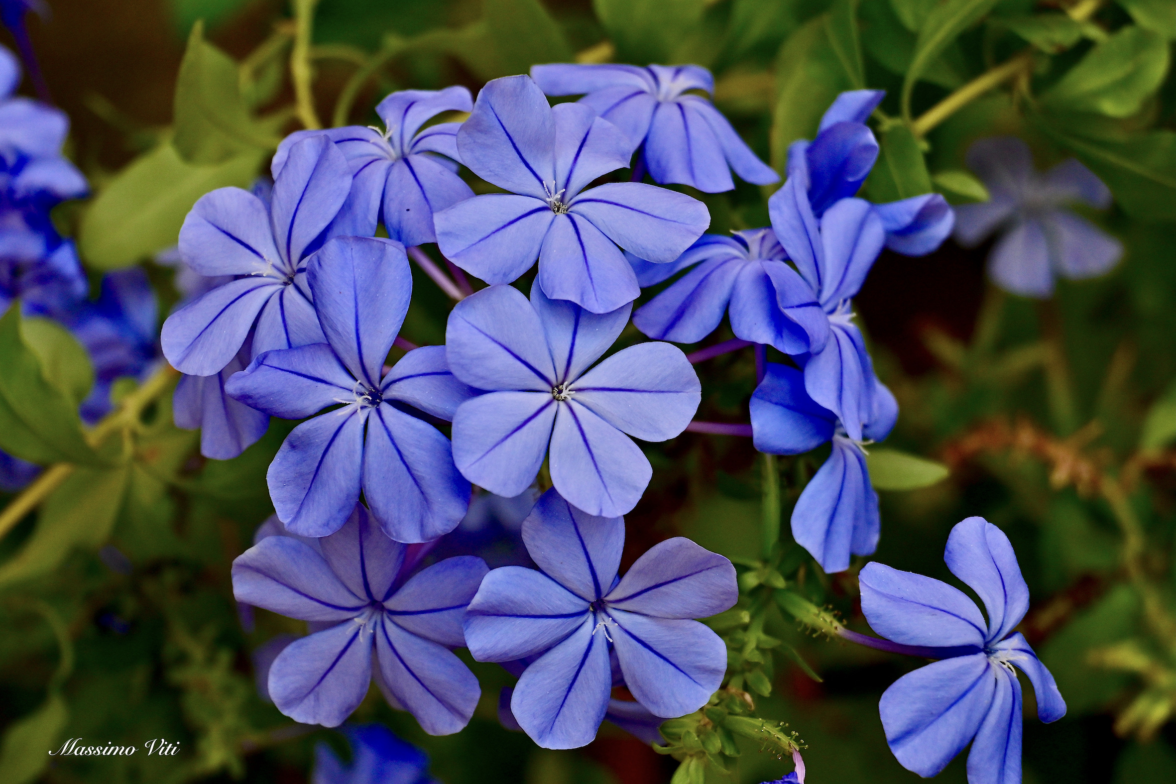 Plumbago ( Gelsomino azzurro )