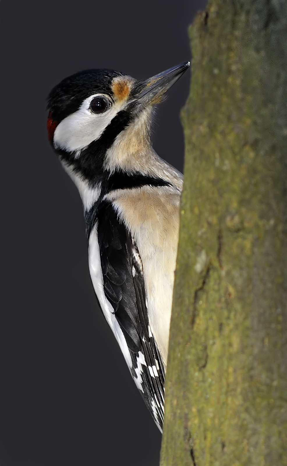woodpecker