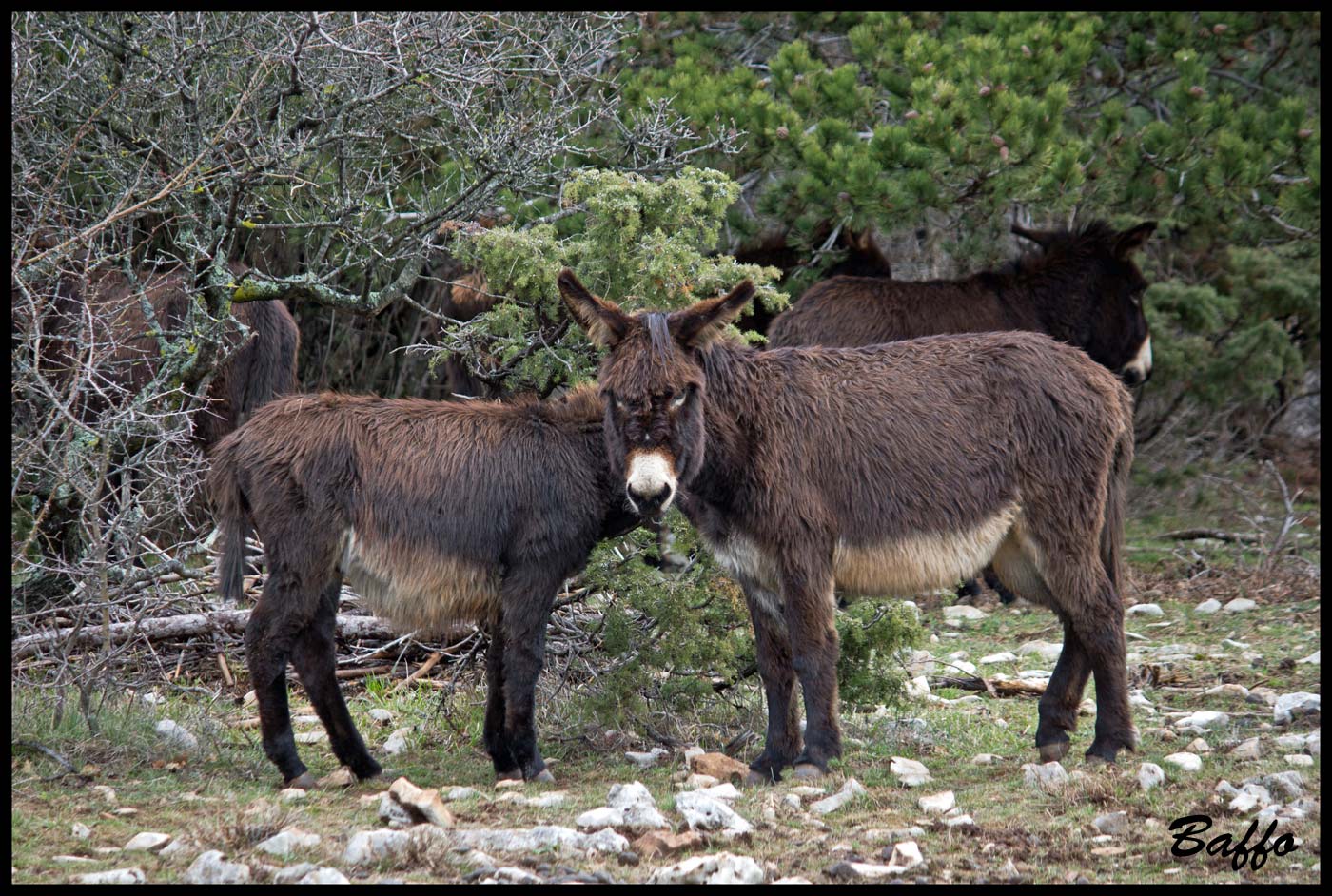 Due corpi per una testa