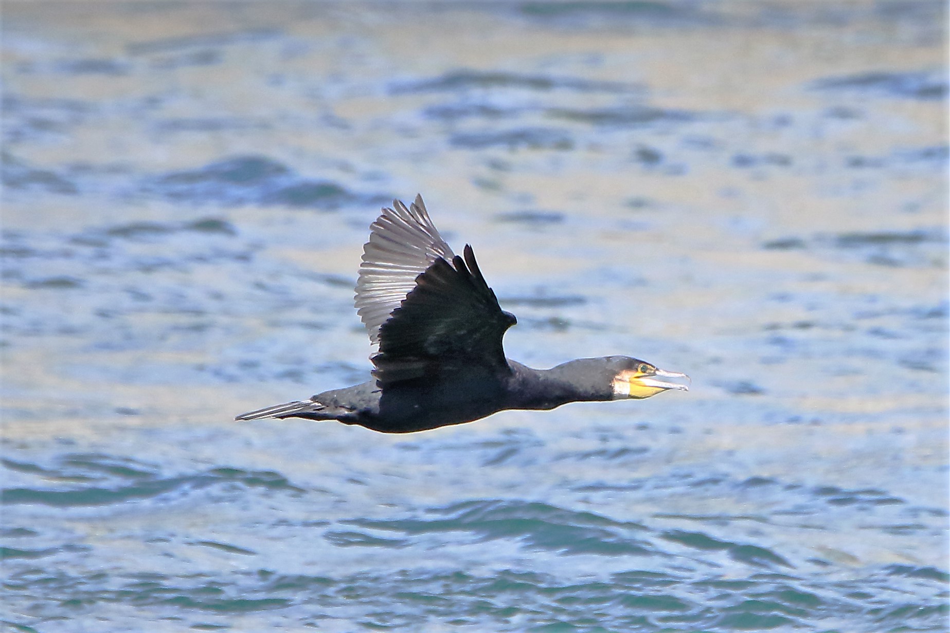 cormorant