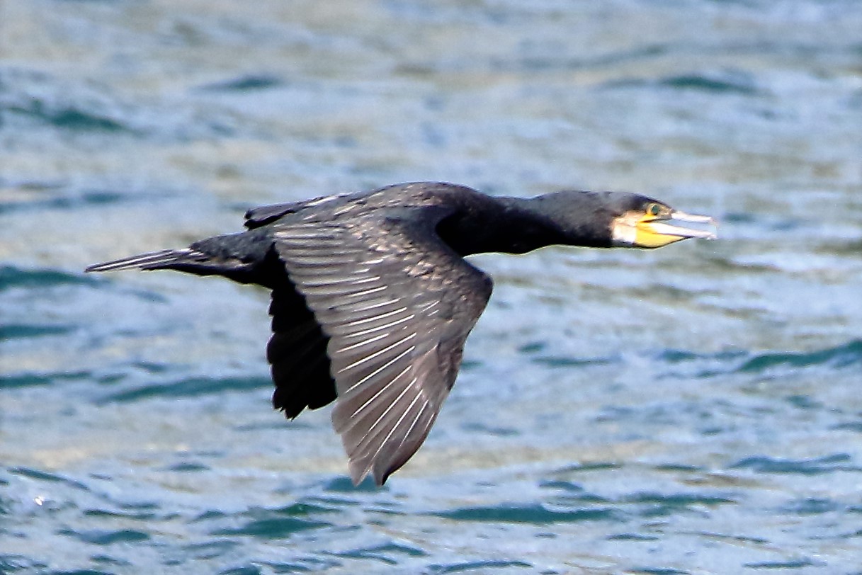 cormorant
