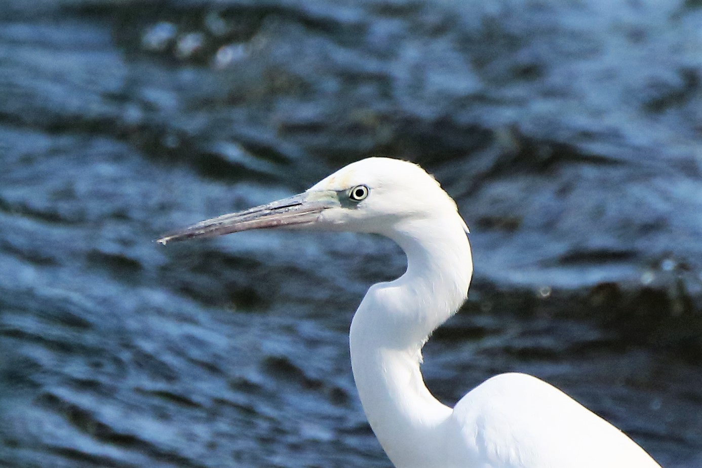 Egret
