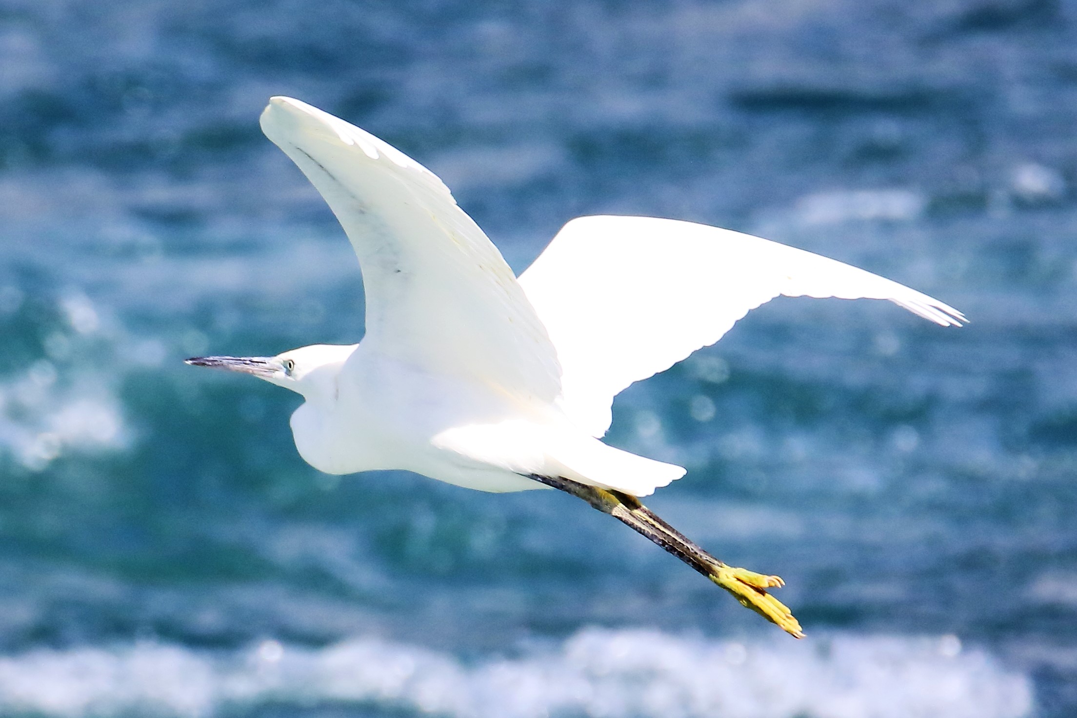 Egret