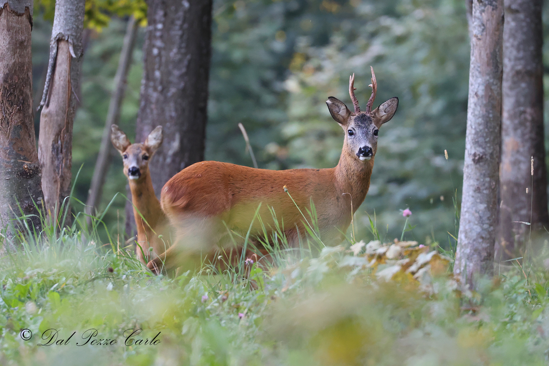 Roe deer