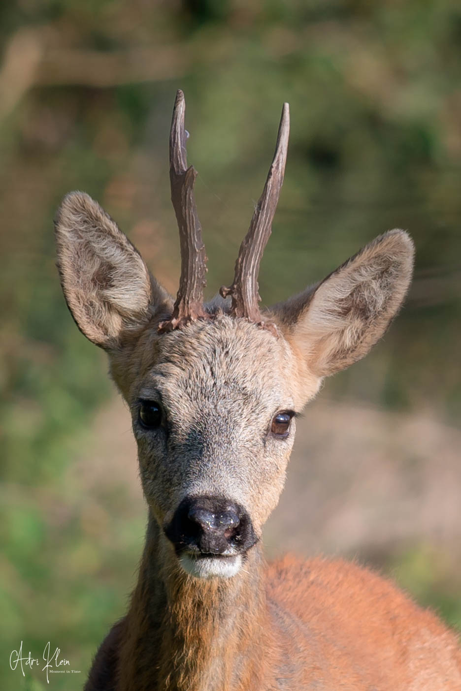 Roe male