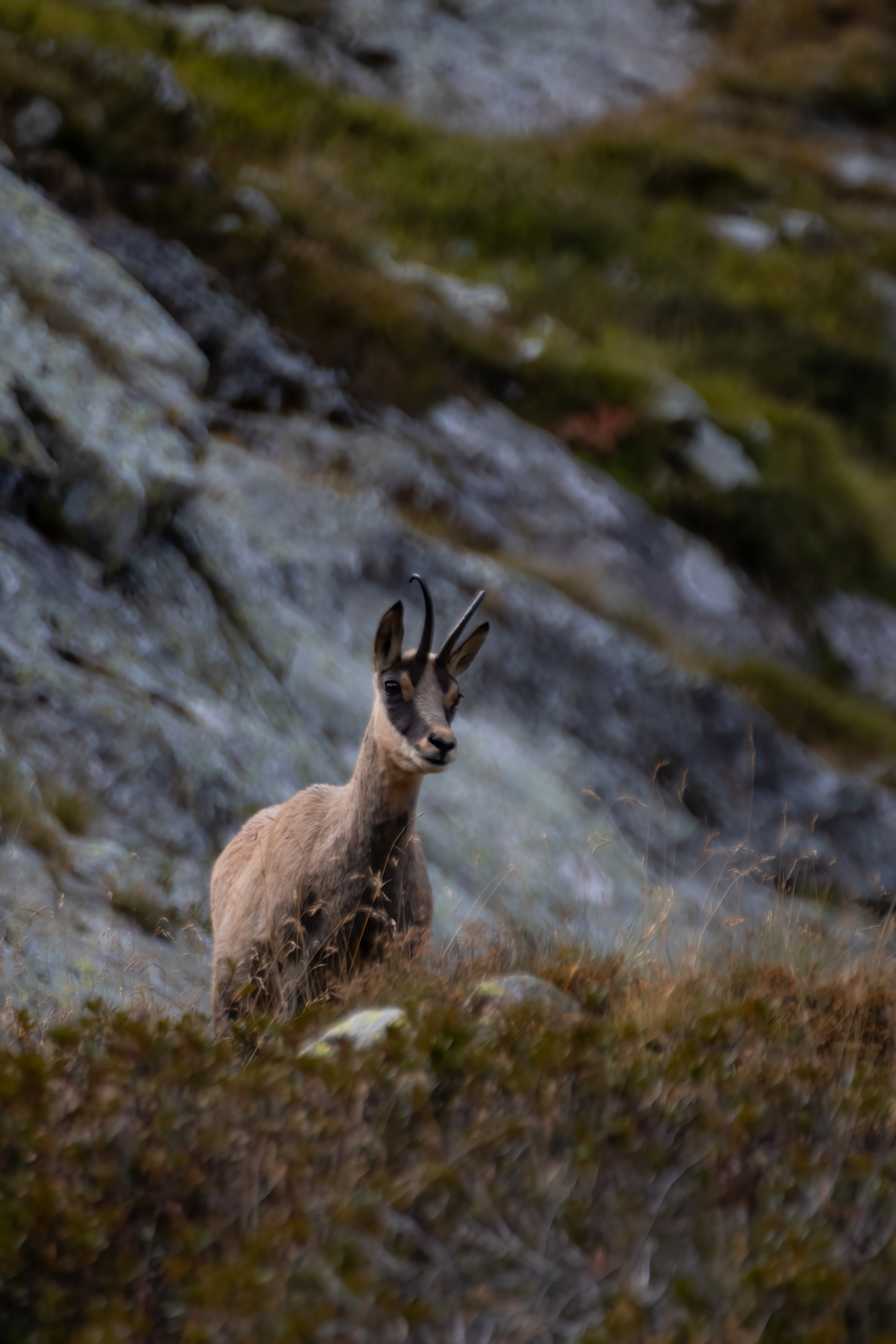 September chamois