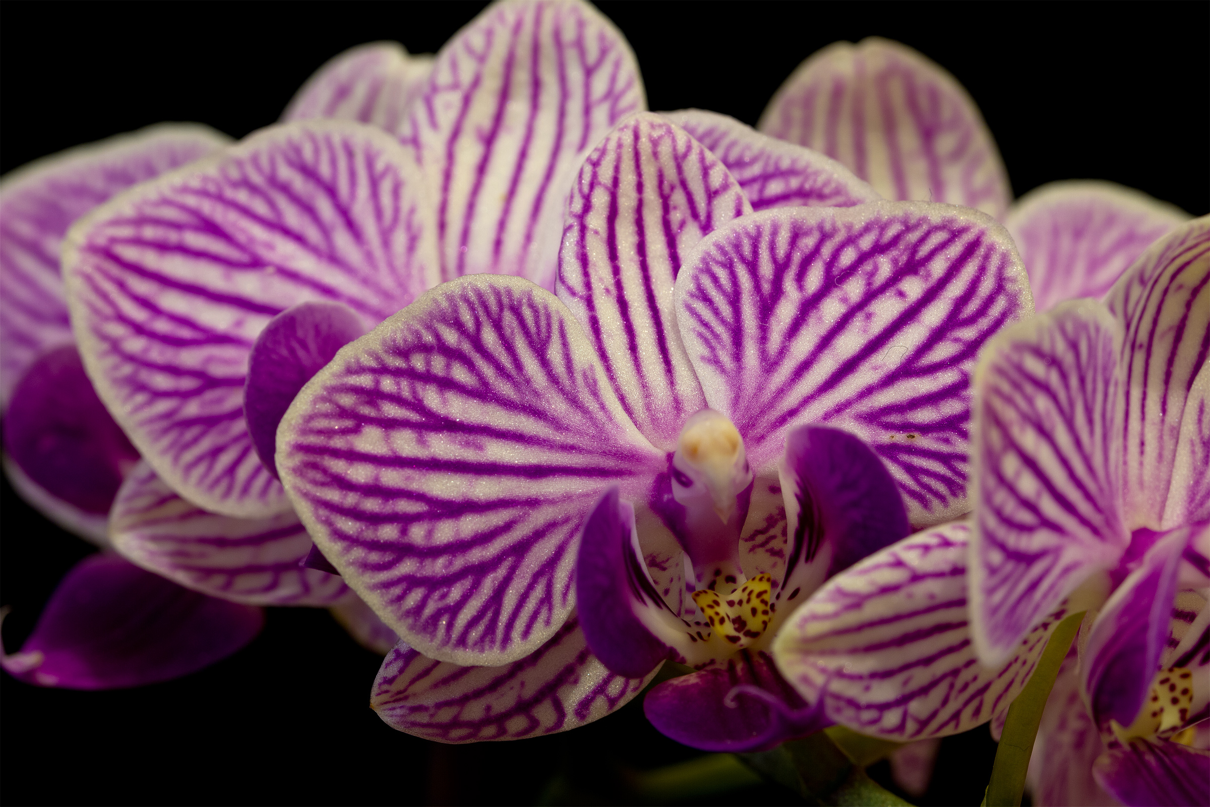Orchid
