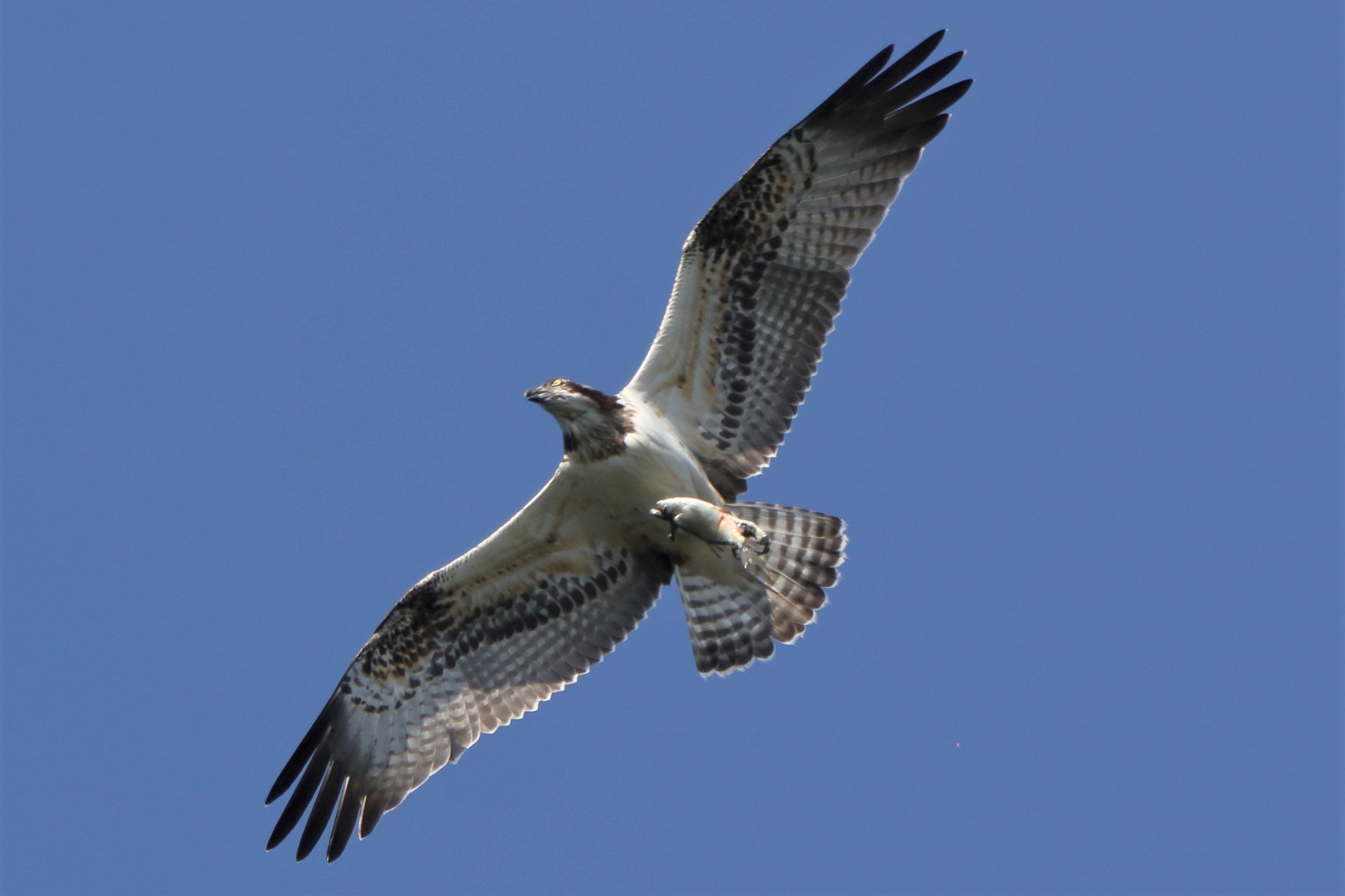 Osprey with prey