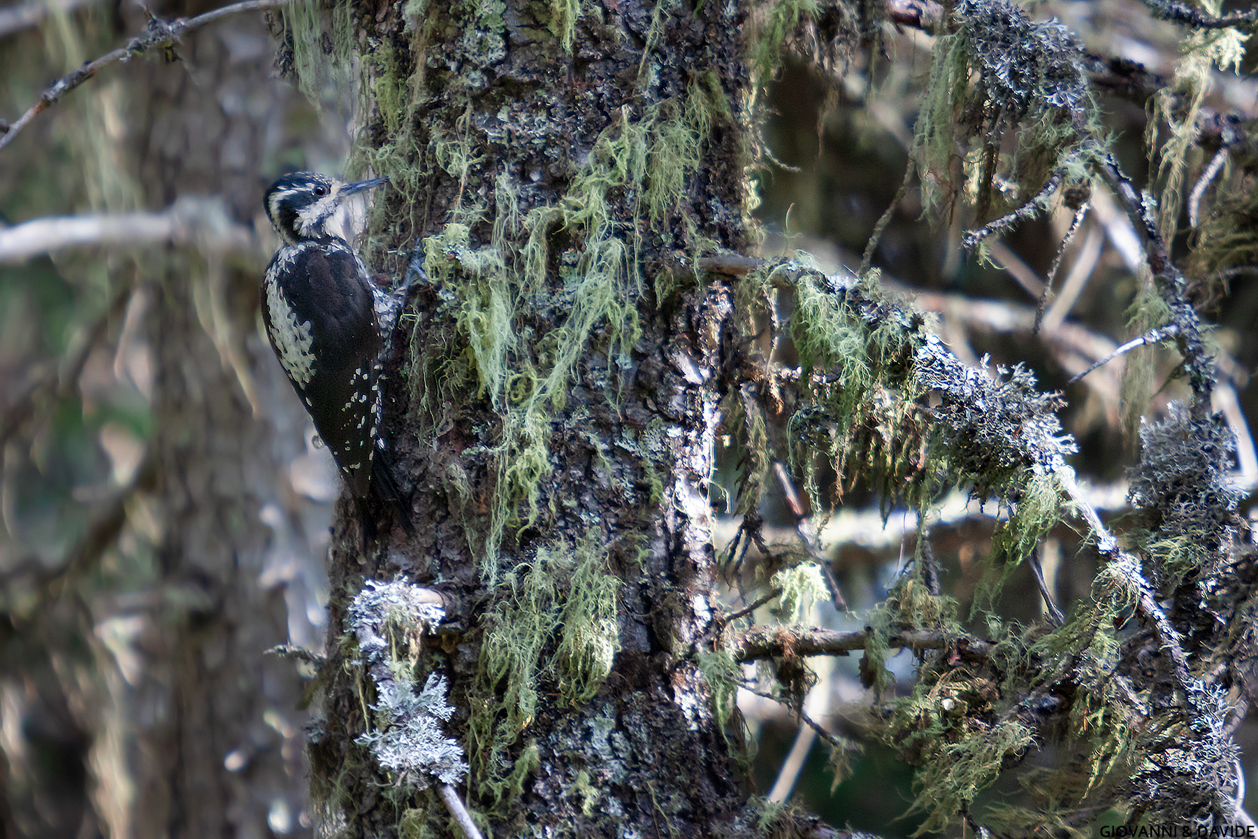 ...incontro inaspettato...
