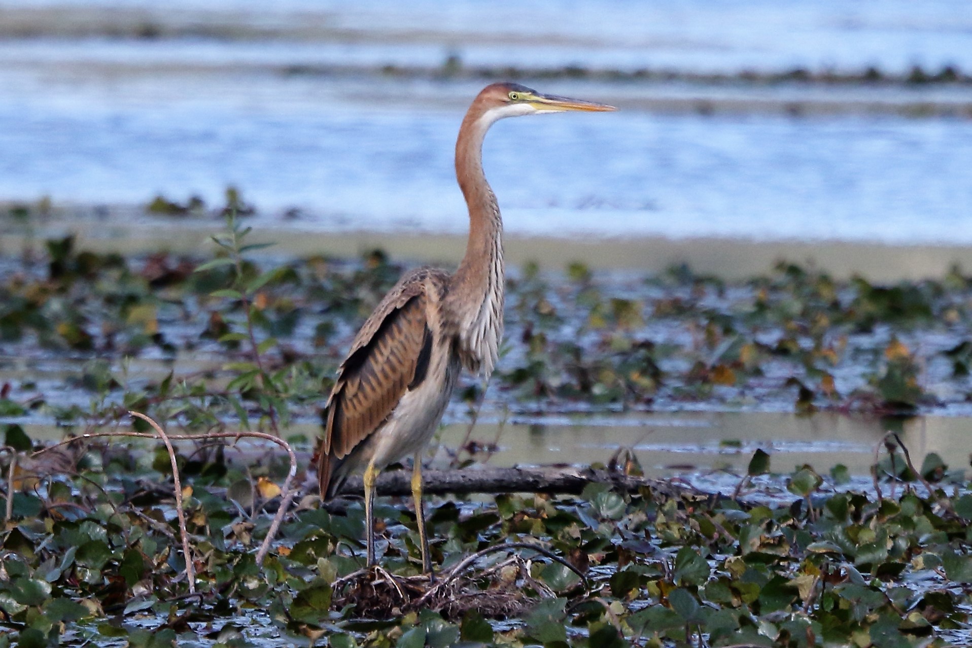 Purple heron
