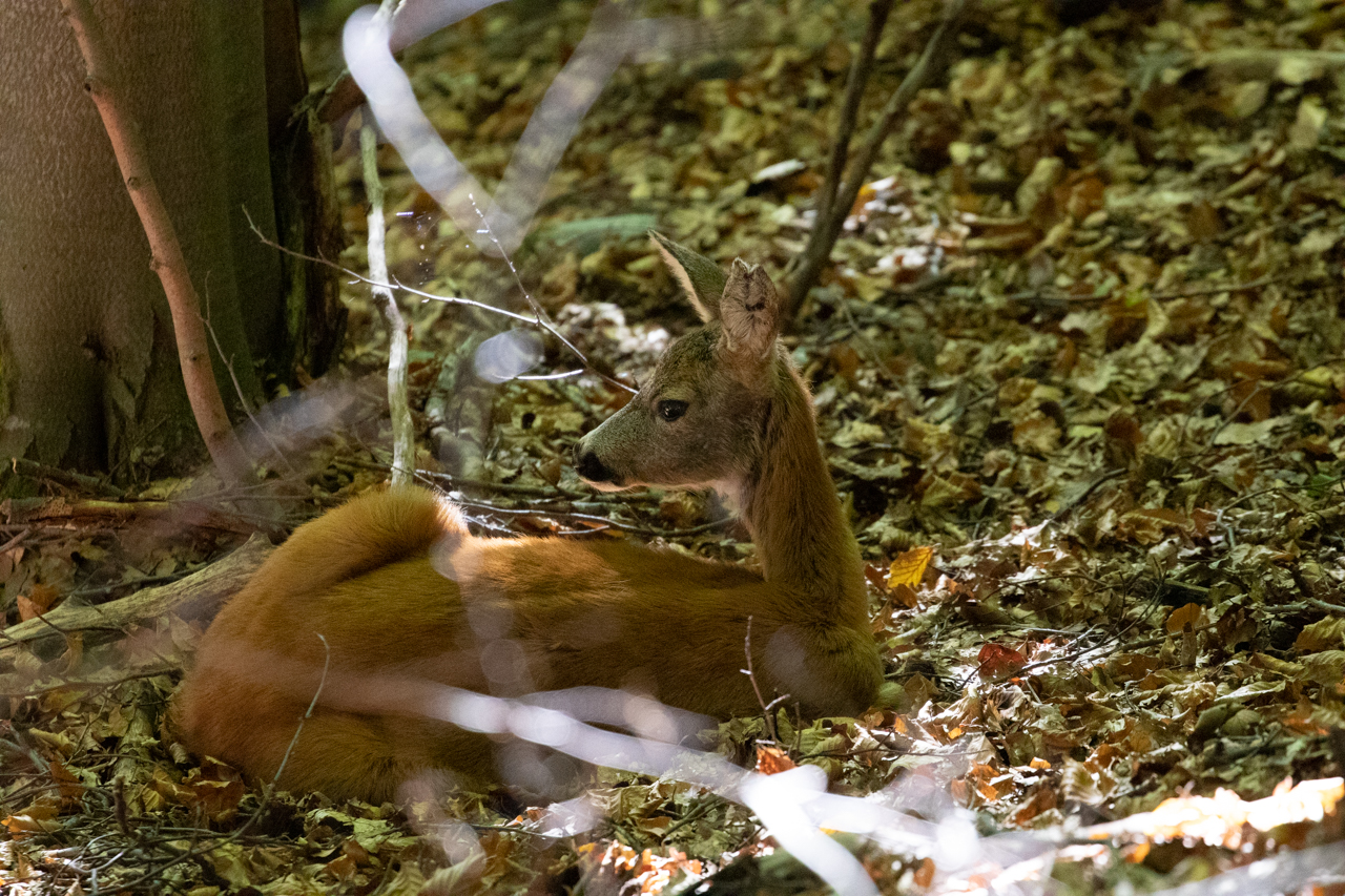 resting in the undergrowth