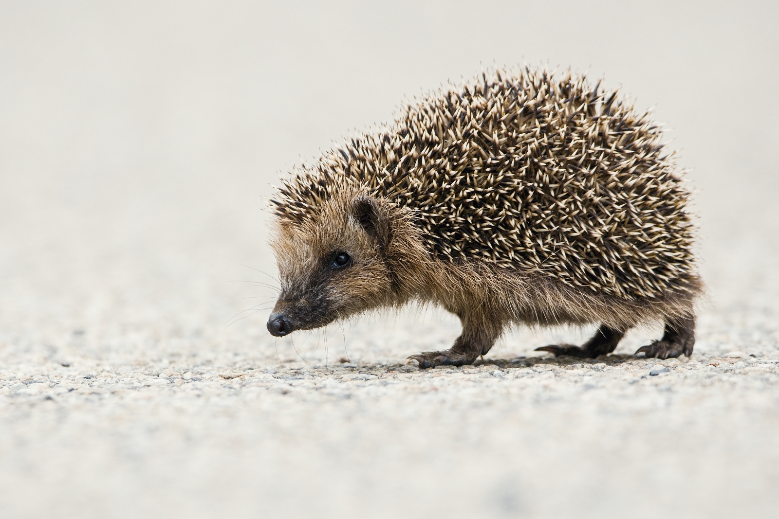 Young hedgehog